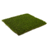 Golden Class Oak