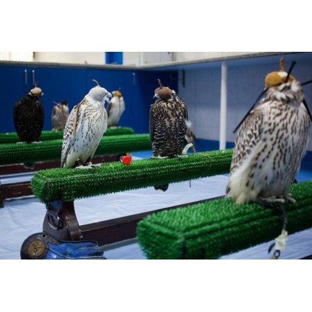 astroturf for birds of prey